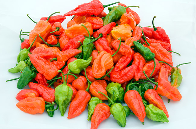 Ghost Pepper Bhut Jolokia