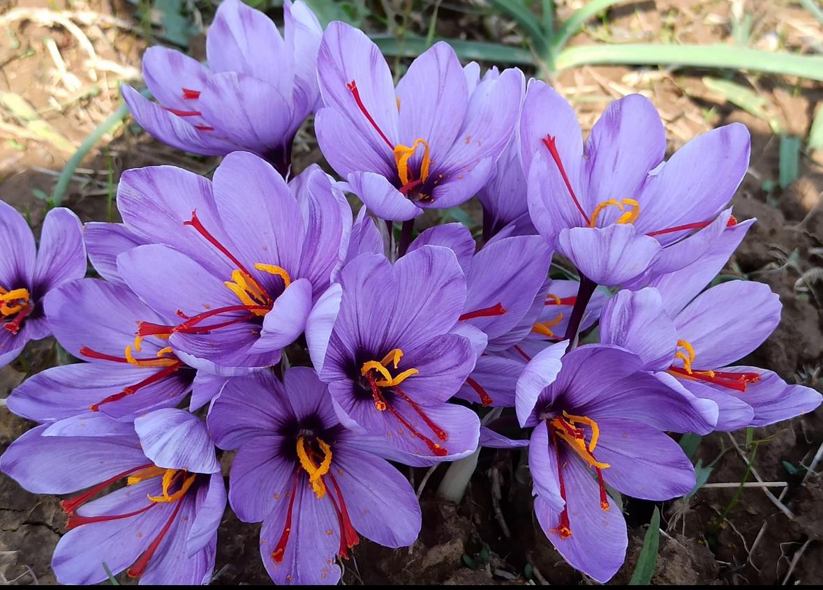 Kashmiri Saffron