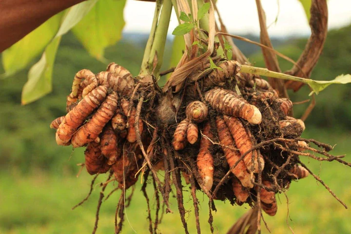 Lakadong Turmeric